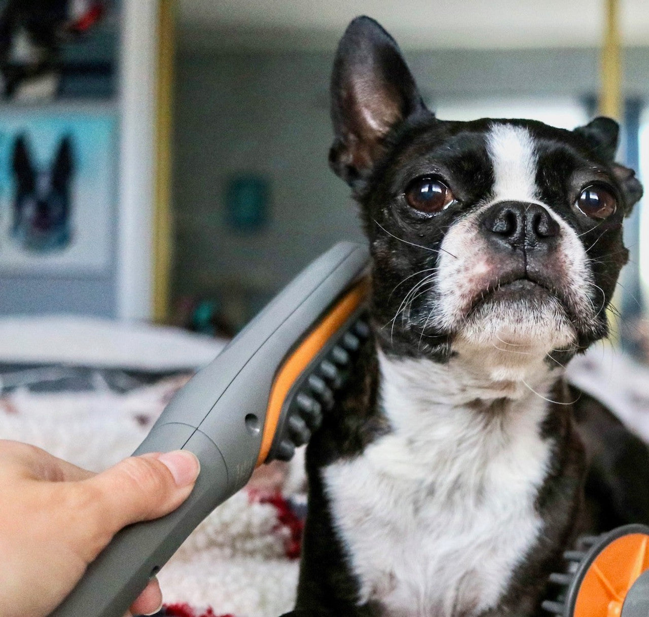 PAW WAVE BUZZ - VIBRATION BRUSH MASSAGER – PADO Resellers